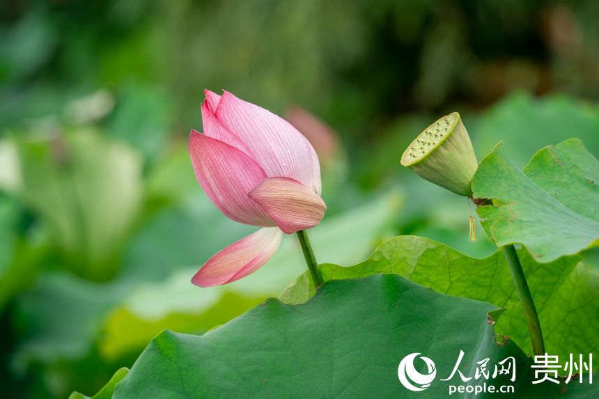 貴陽(yáng)市白云區(qū)蓬萊仙界景區(qū)內(nèi)盛開的荷花。人民網(wǎng) 涂敏攝