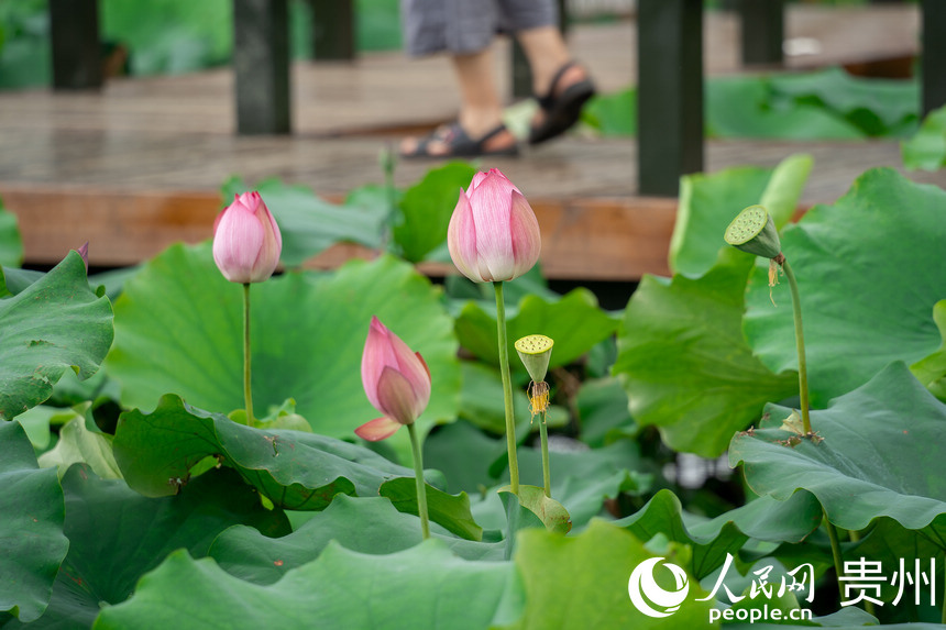 �F��а��ƅ^���R�ɽ羰�^��ʢ�_�ĺɻ�������W Ϳ���z