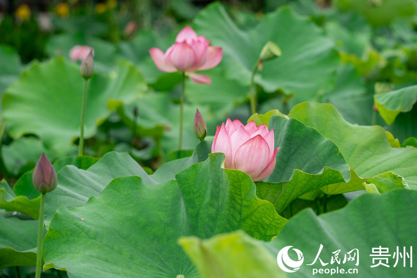 �F�(y��ng)�а��ƅ^(q��)���R�ɽ羰�^(q��)��(n��i)ʢ�_(k��i)�ĺɻ�������W(w��ng) Ϳ���z