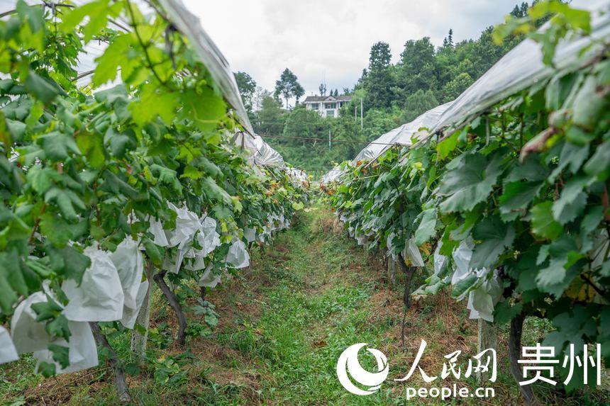 �_ꖿh���S�l�R���rʳ���Ѳ�ժ�^��@�ȼ�����������ѡ�����W Ϳ���z