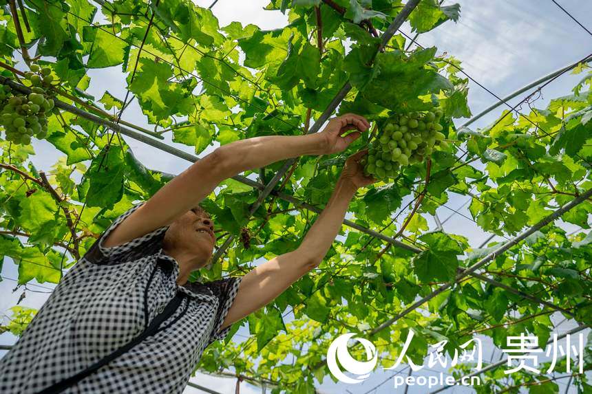 �ڈ@�Ȅչ��Ĺ����޳��Ɠp�����Ѻ�����Ѵ��״�������W Ϳ���z