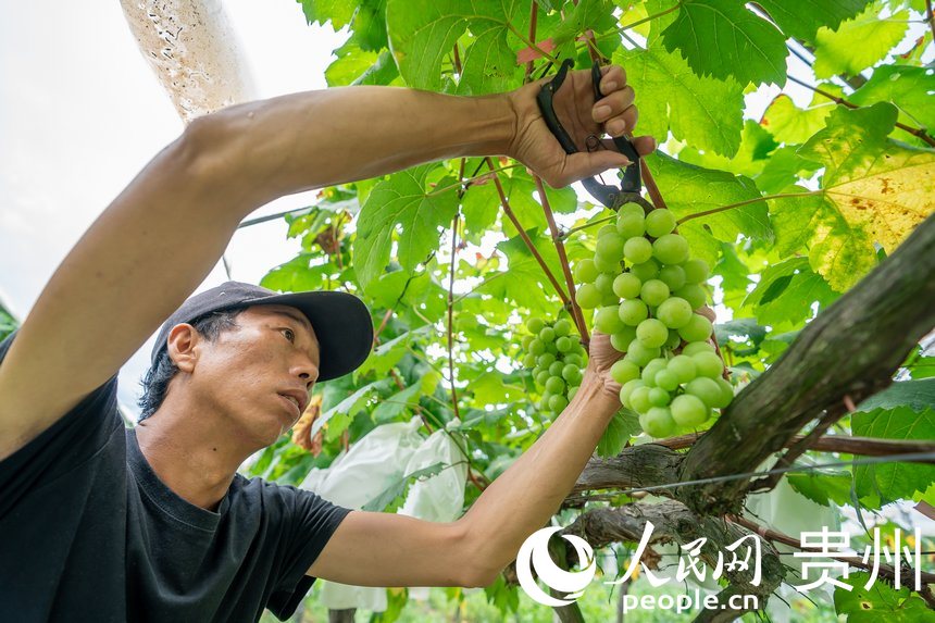 ����T���ο����x�ѳ�������ѡ�����W Ϳ���z