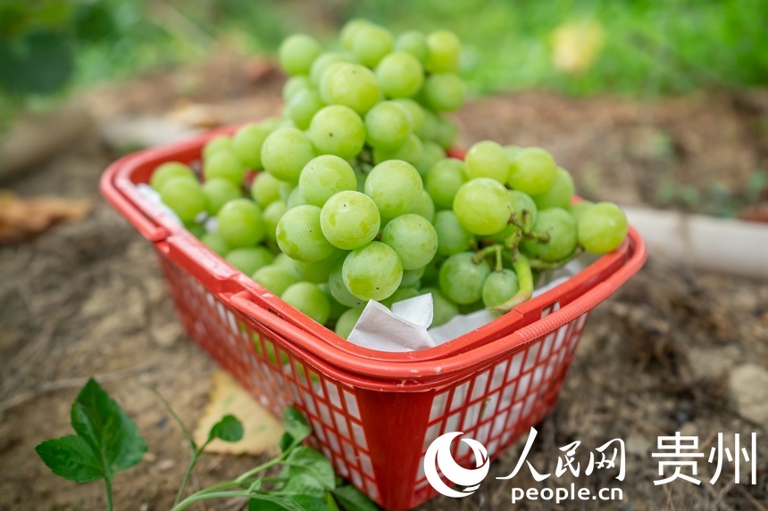 �@���ѳ�������ѡ�����W Ϳ���z