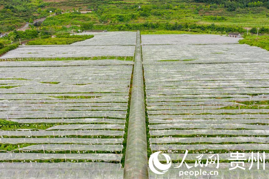 �����_ꖿh���S�l�R���rʳ���Ѳ�ժ�^��@������W Ϳ���z