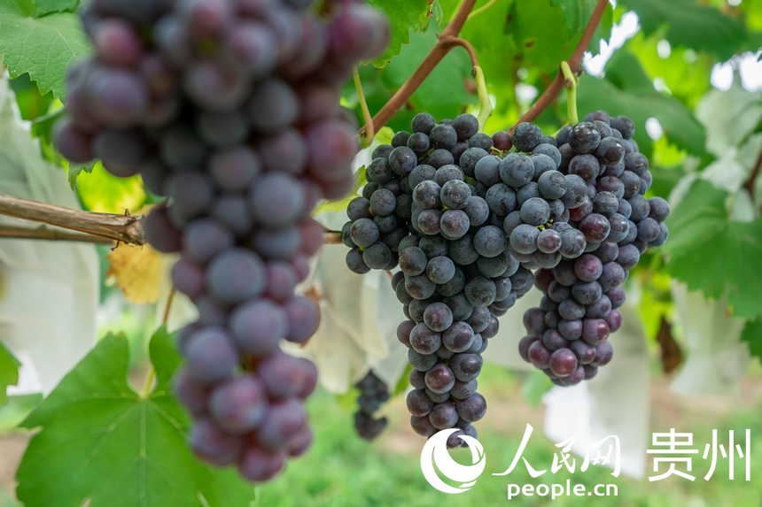 �@�ȼ�����������ѡ�����W Ϳ���z