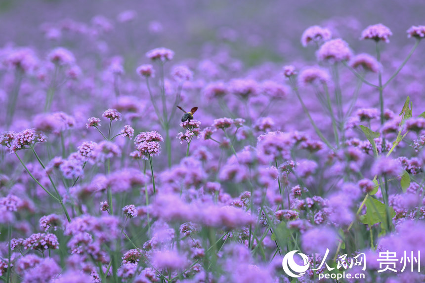 С���x���R�޲��ϲ�ʳ���ۡ�����W ���z