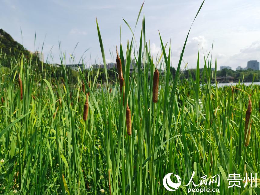 �@��ֲ�����W ꐾ����z