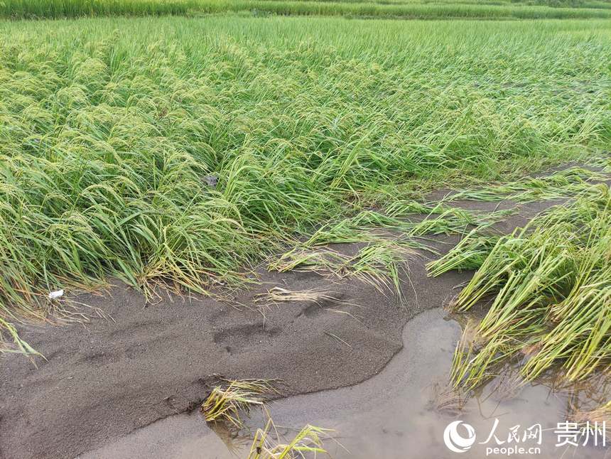地里被洪水沖歪的莊稼,以及洪水帶來的淤泥。人民網 唐杰攝
