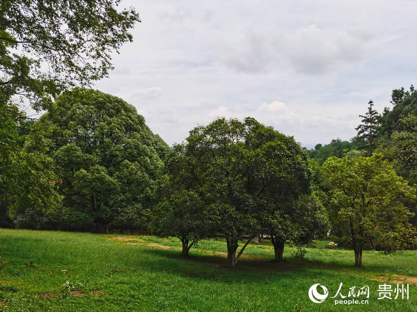 ���@�ȵĘ�ľ������W ꐾ����z