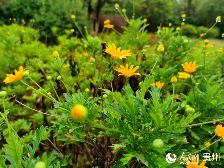 ���@��(n��i)�Ļ���������W(w��ng) ꐾ����z