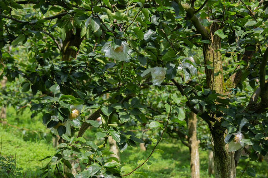 �p�ȴ�l(f��)չ��@�a(ch��n)�I(y��)������ʮ�� ������γ�Ҏ(gu��)ģ������W(w��ng) ���z