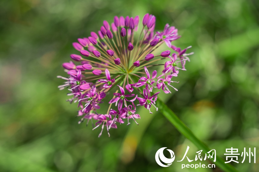 ��ֵʢ���ڵľ²˻�������W(w��ng) Ϳ���z