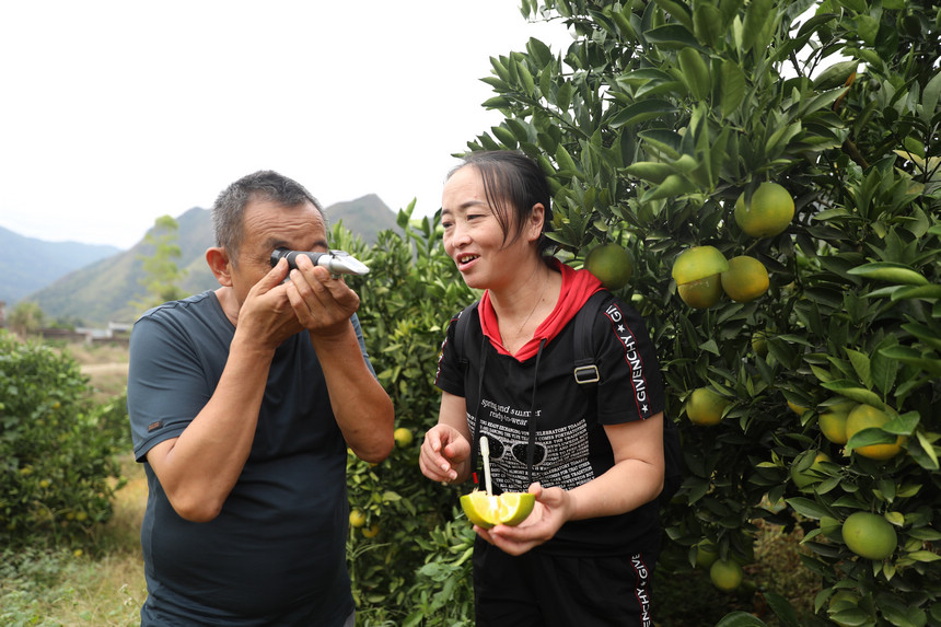 對臍橙進行測糖分