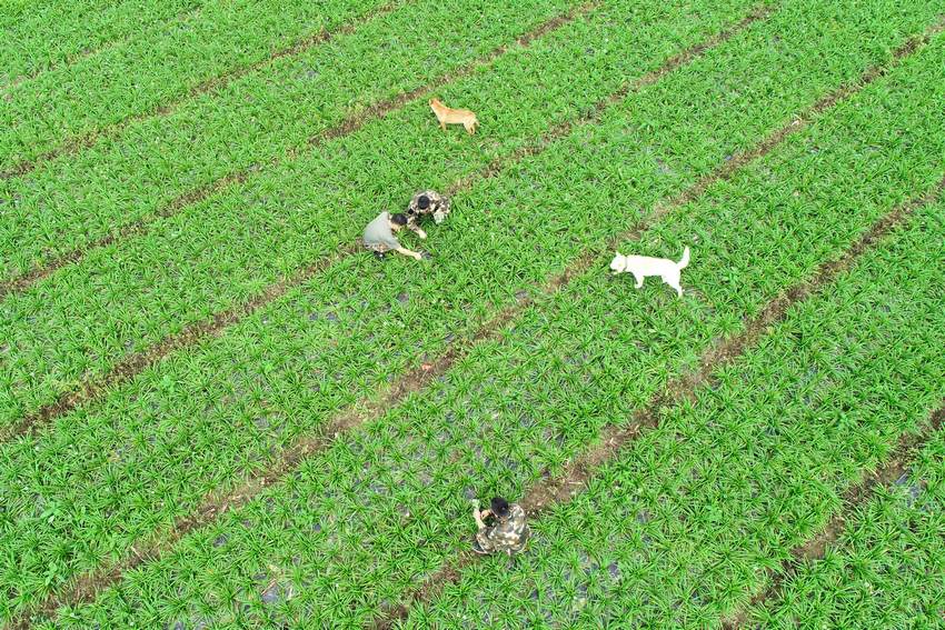 11��5�գ����F��ʡ��կ�h��Ȫ��Rկ��²˸��Nֲ���أ�����֣���һ���̈́��I����ڲ鿴�²˸��L�ݣ��o�˙C��Ƭ����