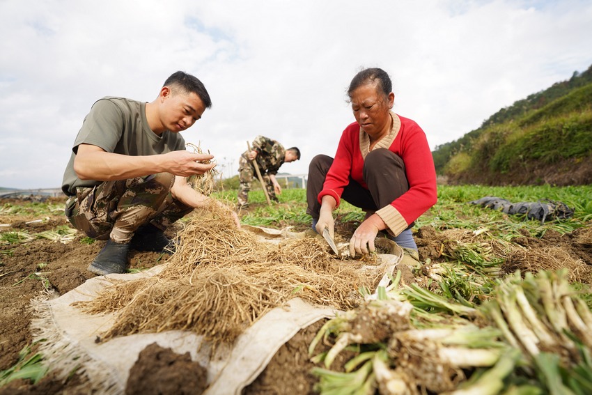 11月5日,在貴州省丹寨縣龍泉鎮(zhèn)馬寨村韭菜根種植基地,陳章林(左一)和村民在采收韭菜根。