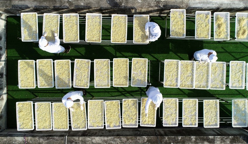 11��5�գ����F��ʡ��կ�h��Ȫ�(zh��n)�Rկ��Ϫ�־²˸��ӹ��S������֣�������͹���������²˸����o�˙C��Ƭ����