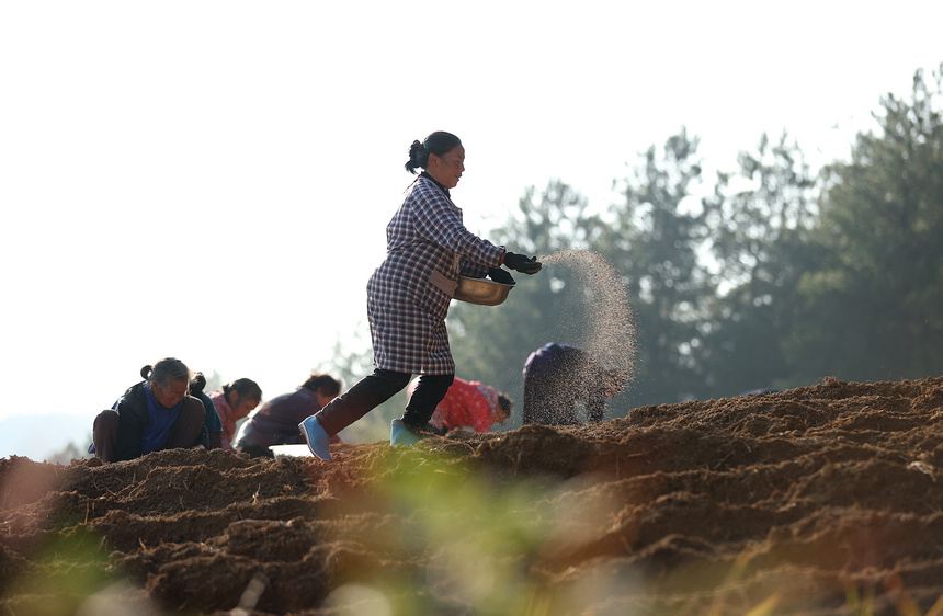 11��18�����������F��ʡ��կ�h�d��悼��_��̫�Ӆ��Nֲ��ʩ����