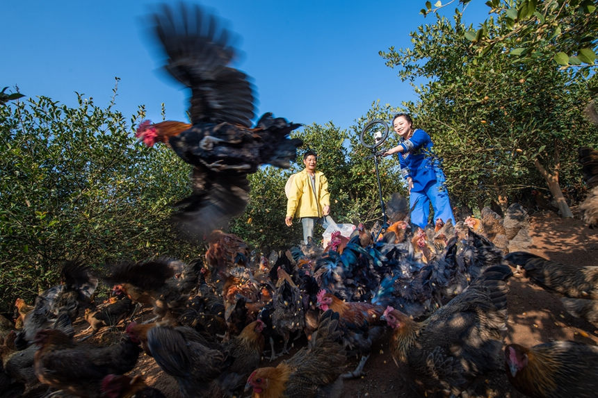 天柱縣高釀鎮(zhèn)良瑞村油茶基地,養(yǎng)殖戶在喂養(yǎng)“油茶雞“。