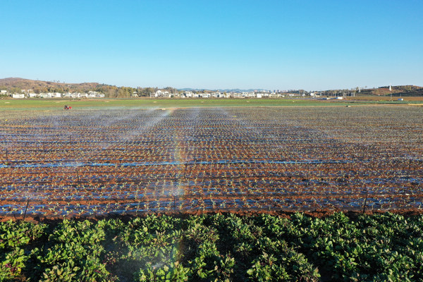 2020年11月19日威寧自治縣草海鎮中海社區蔬菜基地噴滴灌。周天貴攝 貴州省水利廳供圖
