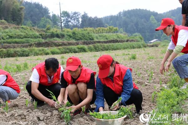 遵義新蒲：寫好“四字”文章 文明村鎮(zhèn)創(chuàng)建全覆蓋為深入實(shí)施鄉(xiāng)村振興戰(zhàn)略，著力提升農(nóng)村精神文明建設(shè)水平，深化群眾性精神文明創(chuàng)建活動(dòng)，新蒲新區(qū)制定《遵義市新蒲新區(qū)“四在農(nóng)家·文明村鎮(zhèn)”創(chuàng)建活動(dòng)三年行動(dòng)方案》……