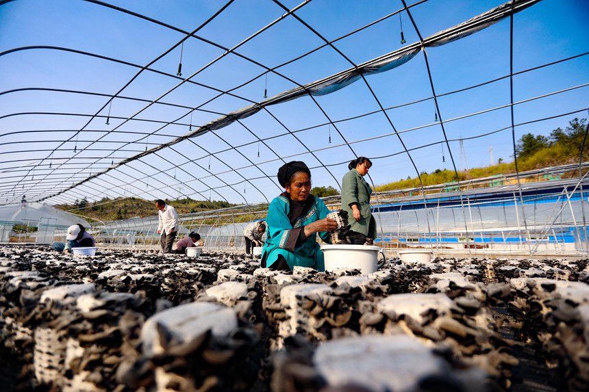 �F��������ľ���S�ա��f�s���z