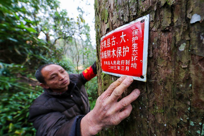 護(hù)林員正在查看野生紅豆杉。胡攀學(xué)攝