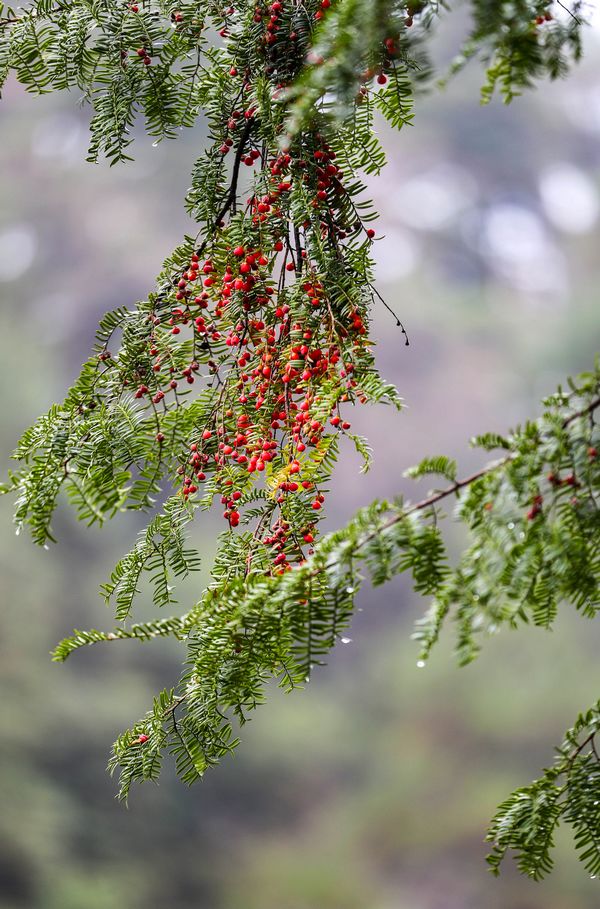 下寨村野生紅豆杉。胡攀學攝
