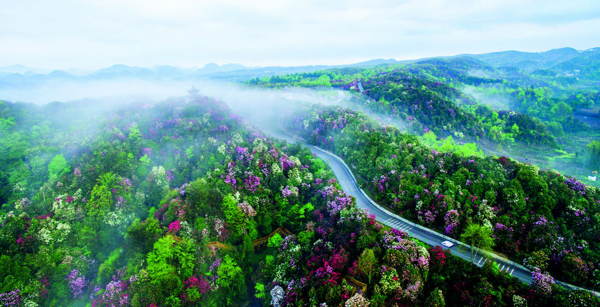 百里杜鵑旅游公路。張祥兵攝