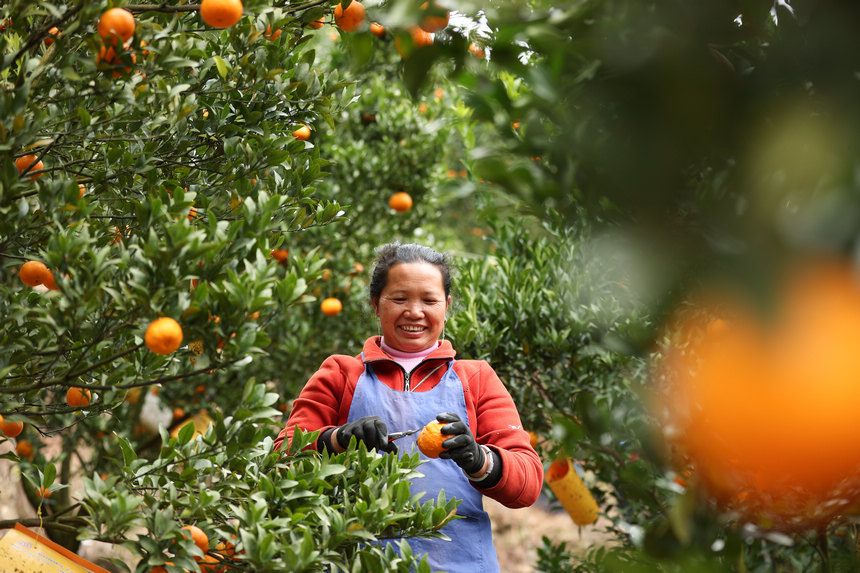 12��20�գ��������F��ʡ��կ�h���{悷��ٴ�ո̷Nֲ�����ի@�ո̡�  