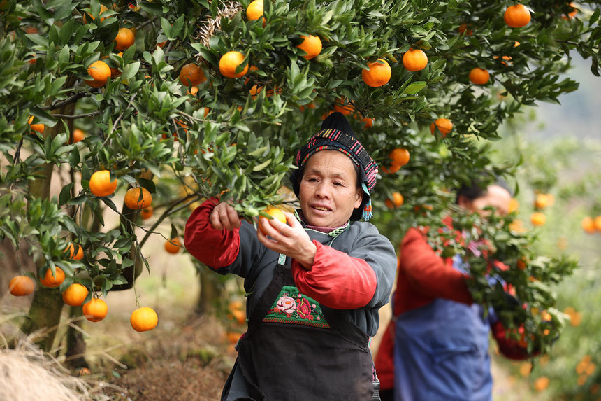 12��20�գ��������F��ʡ��կ�h���{悷��ٴ�ո̷Nֲ�����ի@�ո̡�    