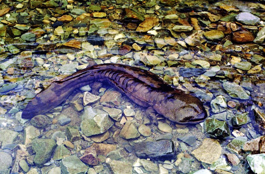 大鯢(娃娃魚)。陳東升攝