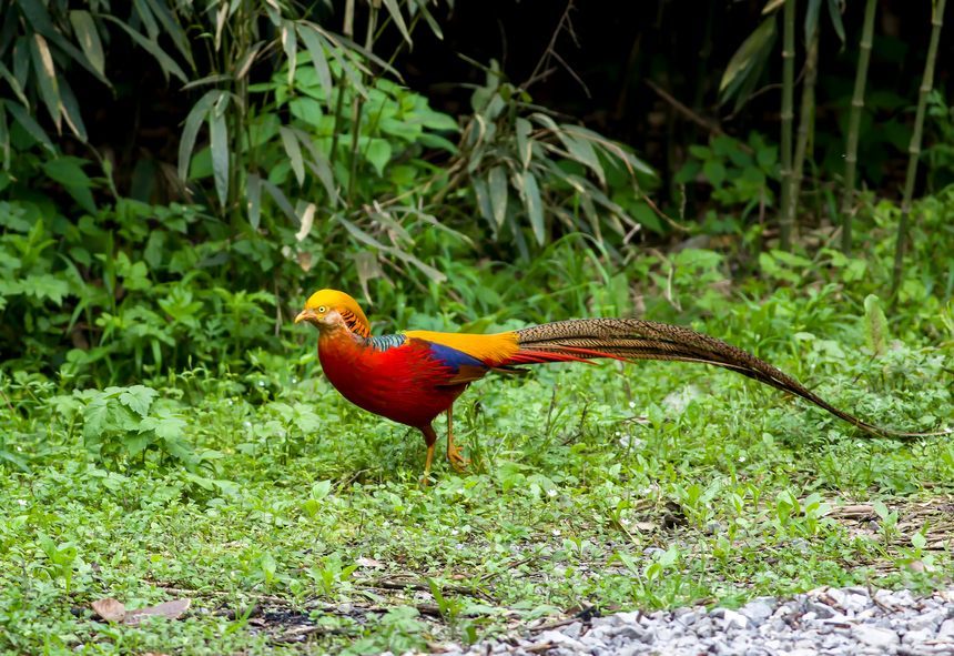 紅腹錦雞。郭軒攝