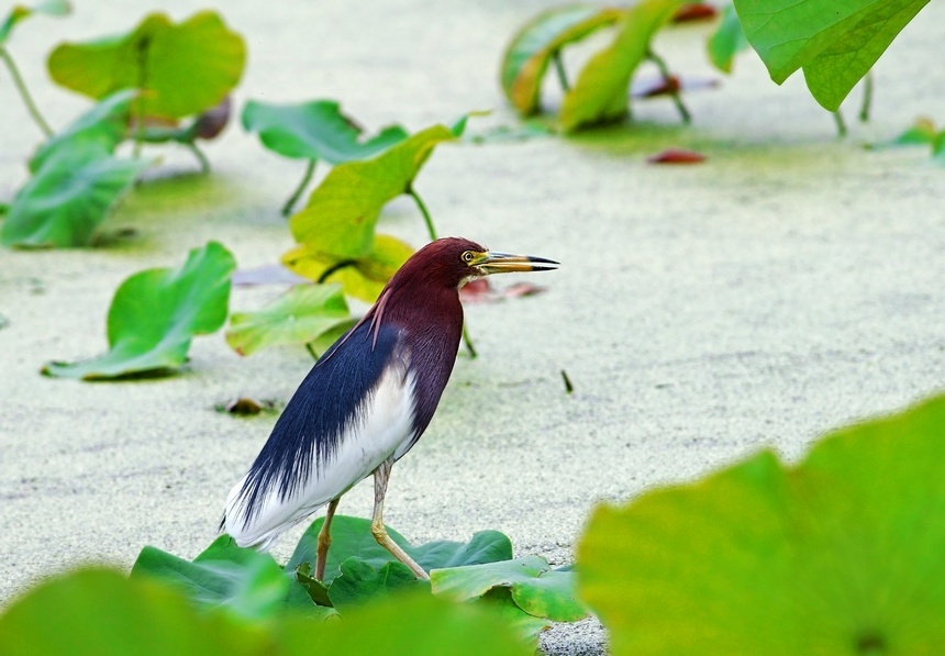 ��������܎�z