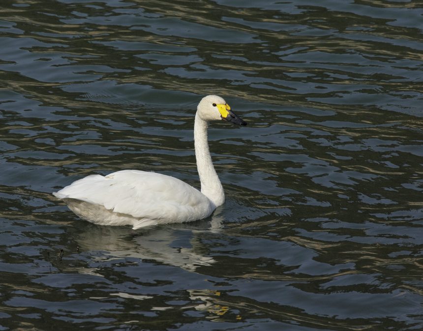 С���Z��ꐖ|���z