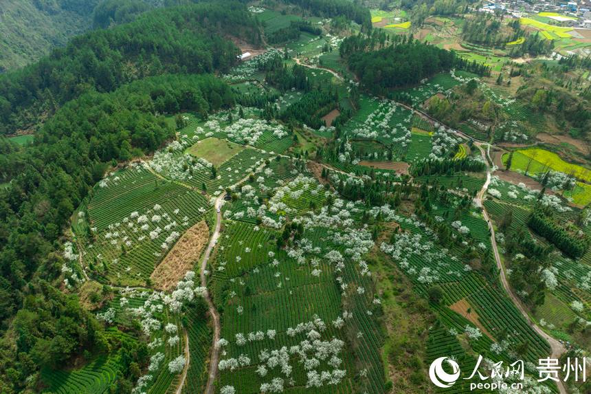 ���ĸ�Ȫ���ƺ�(zh��n)���d��ţ�L�ʲ�@������W(w��ng) Ϳ���z