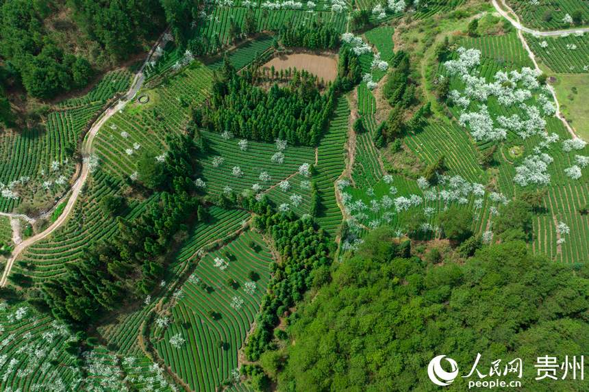 ���ĸ�Ȫ���ƺ悸��d��ţ�L�ʲ�@������W �w�o�z