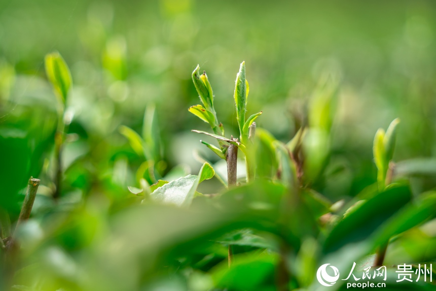 ��@�ȴ���ժ�Ĵ��衣����W Ϳ���z