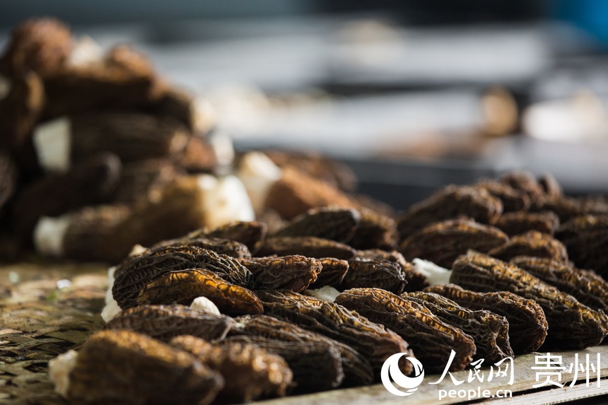 ��ժ�����Ǿ�������W ���z