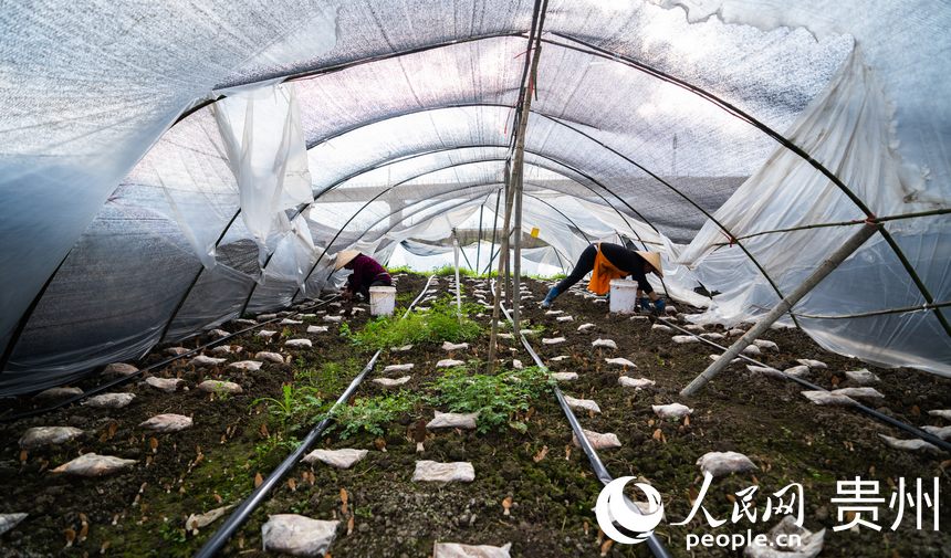 �������ڲ�ժ��Ǿ�������W(w��ng) Ϳ���z