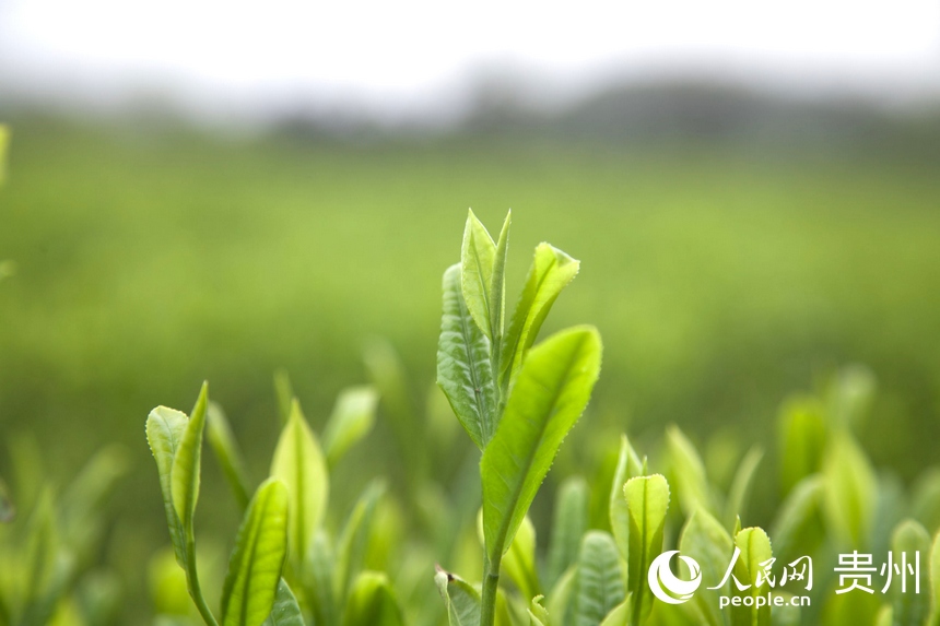 ��������ѿ������W(w��ng) �����ܔz