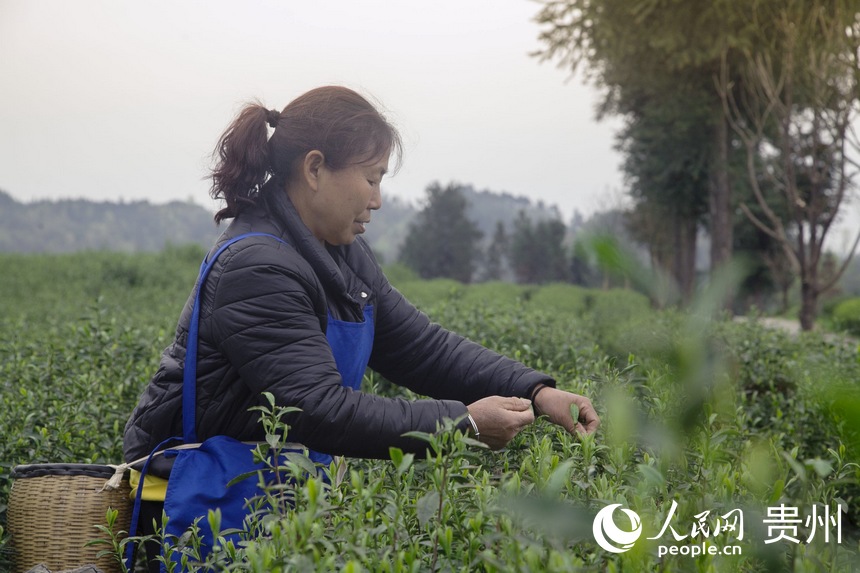 ���r�ɲ�æ������W �����ܔz