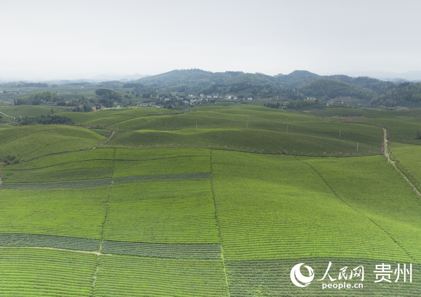 �F����̶�躣������W �����ܔz