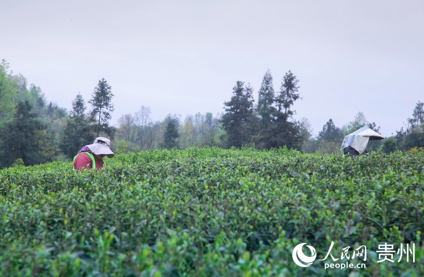 ���r�ɲ�æ������W �����ܔz