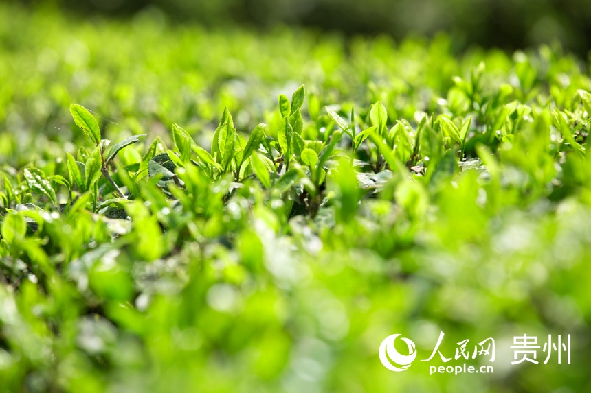 �����ѿ���G�ⰻȻ������W(w��ng) ���z