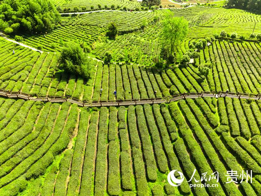 �F���_���ɽ�躣��ɫ������W ���z