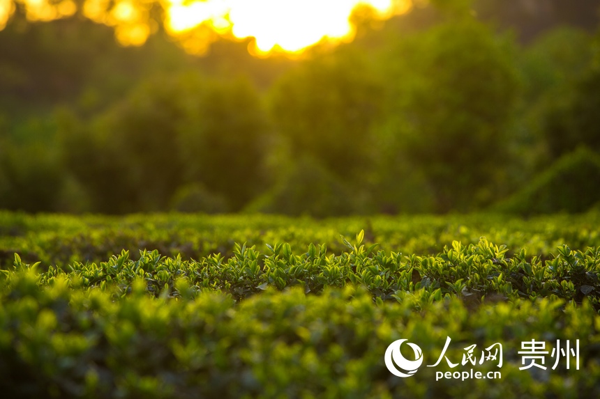 ���������еĲ�@������W(w��ng) �(y��ng)��z