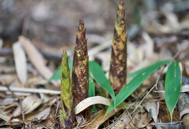 ������S���¶ �S�Օr(sh��)��(ji��)�ز�ס�F��494�f(w��n)���������[�[��������ȫ�����BƬ��e����ԭ�������֡������f(w��n)��ͩ��������