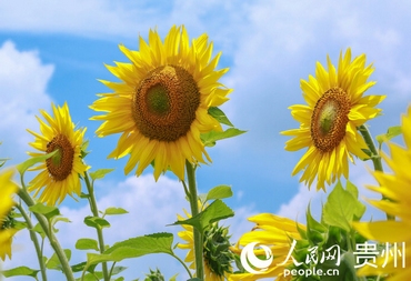 �����޶� ����һ��(ch��ng)���տ�����ӛ���ڬF(xi��n)��(ch��ng)��������Ƭ�����տ���(j��ng)���_(k��i)�������g��̎�����˵��۷�����������Ľ������(l��i)���ڿ����������մ򿨡�