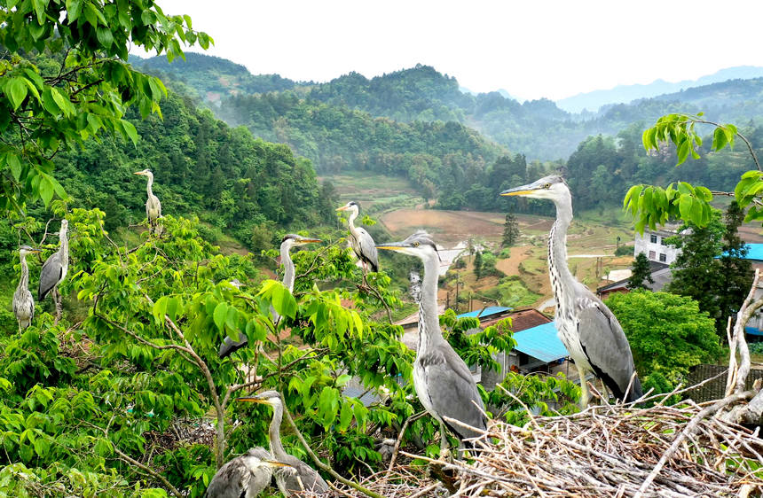 �n�����ȡ�