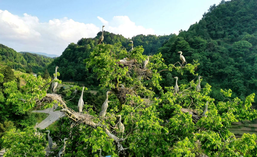 ����n����Ⱥ��